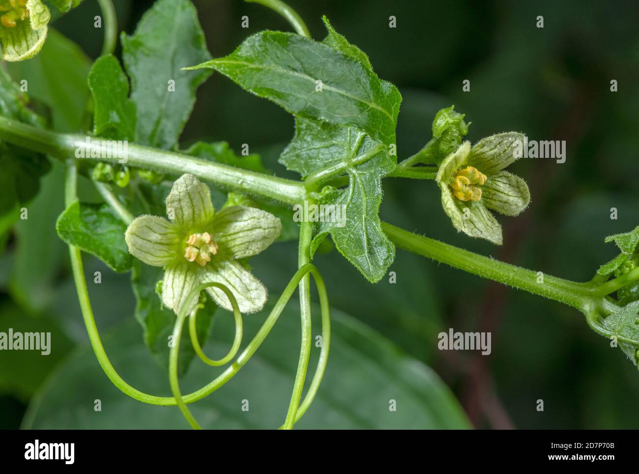 Weißer Bryony, Bryonia dioica, blühend, mit Ranken, in Hecken. Stockfoto