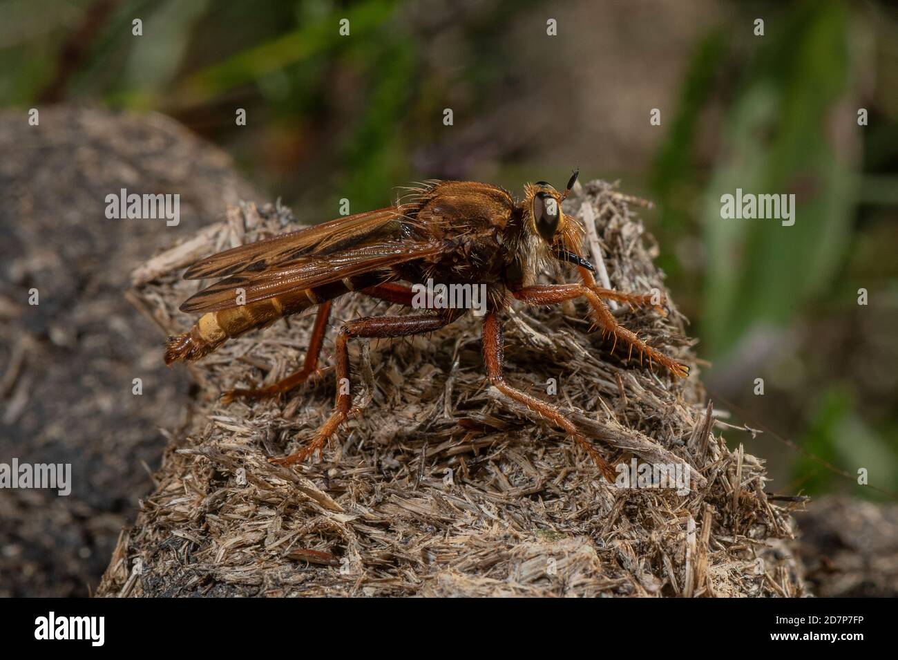 Männliche Hornet-Raubfliege, Asilus crabroniformis, auf Pony-Dung in grasbewachsenen Heide, Dorset. Stockfoto