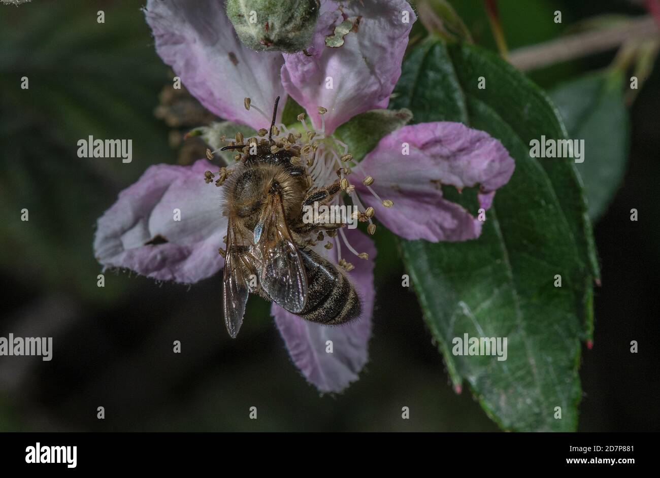 Europäische dunkle Biene, APIs mellifera mellifera, eine Unterart der westlichen Honigbiene, die sich von rosa Bramble-Blüten ernährt. New Forest. Stockfoto