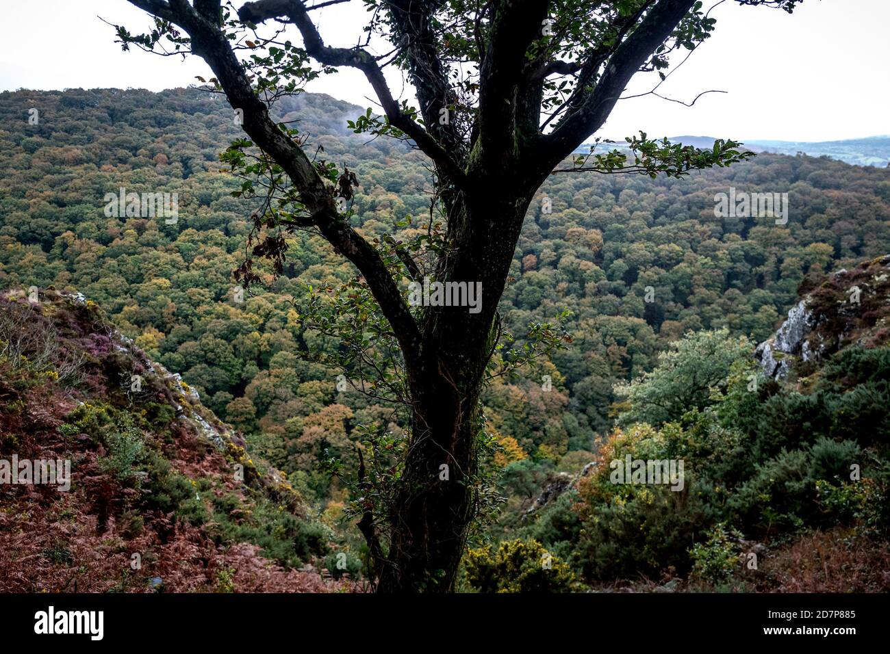 In Lydford Gorge in der Nähe von Castle Drogo in Devon Stockfoto