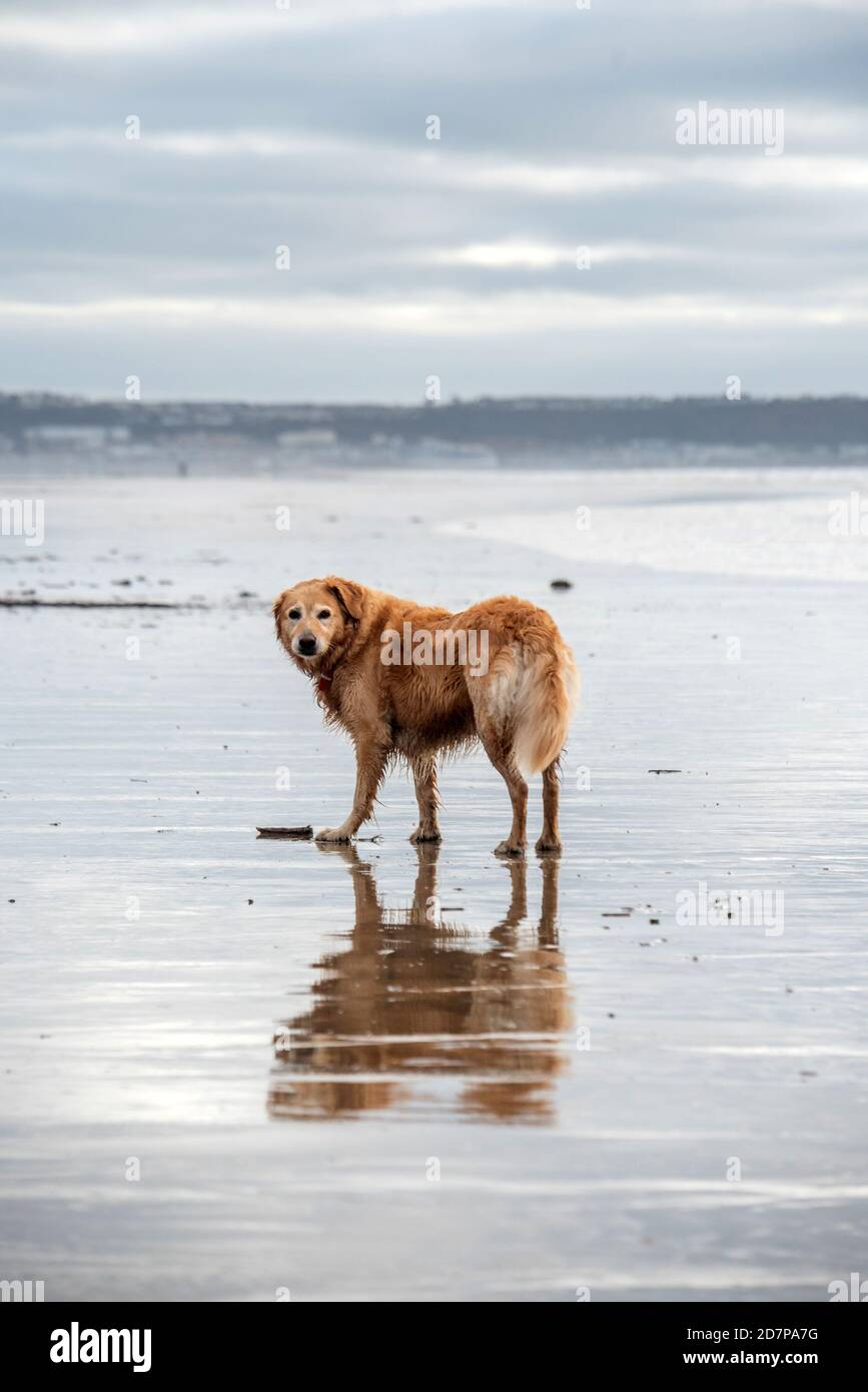 Hund am Strand von Saunton Sands, Devon Stockfoto