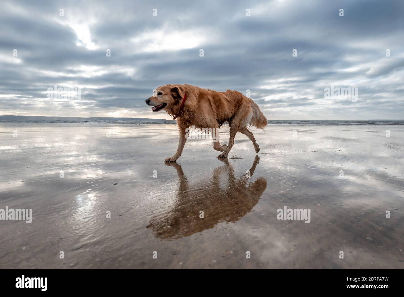 Hund am Strand von Saunton Sands, Devon Stockfoto