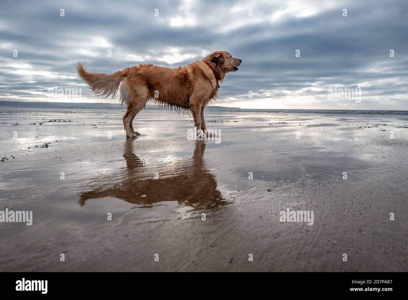 Hund am Strand von Saunton Sands, Devon Stockfoto