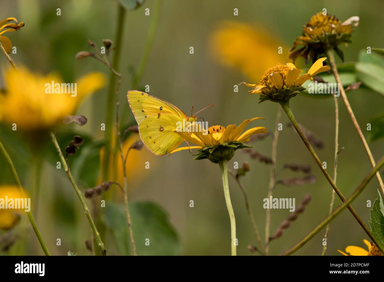 Gelber Schwefelschmetterling auf gelben Wildblumen Stockfoto