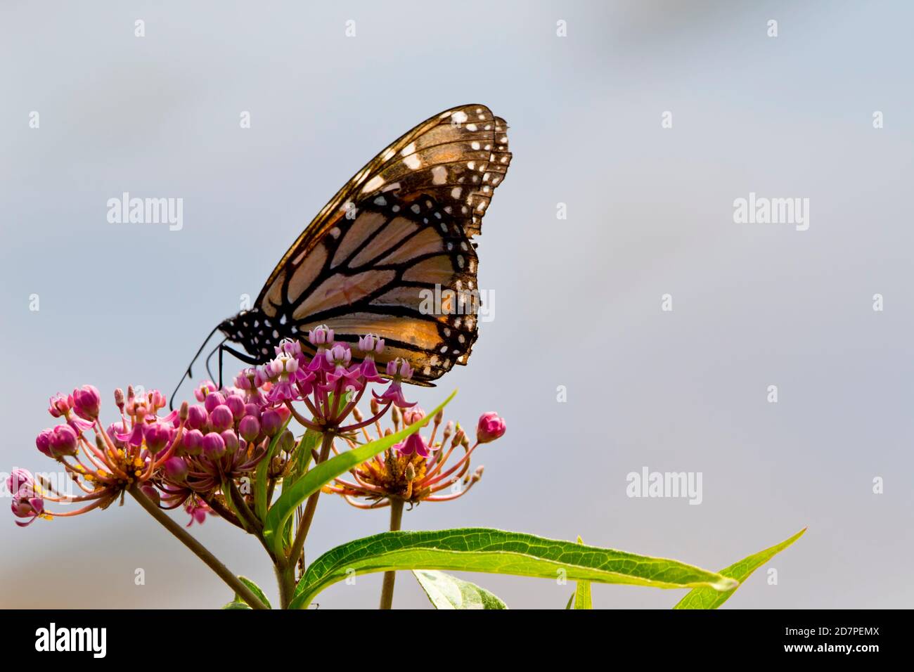 Monarch Schmetterling auf lila Wildblumen Stockfoto
