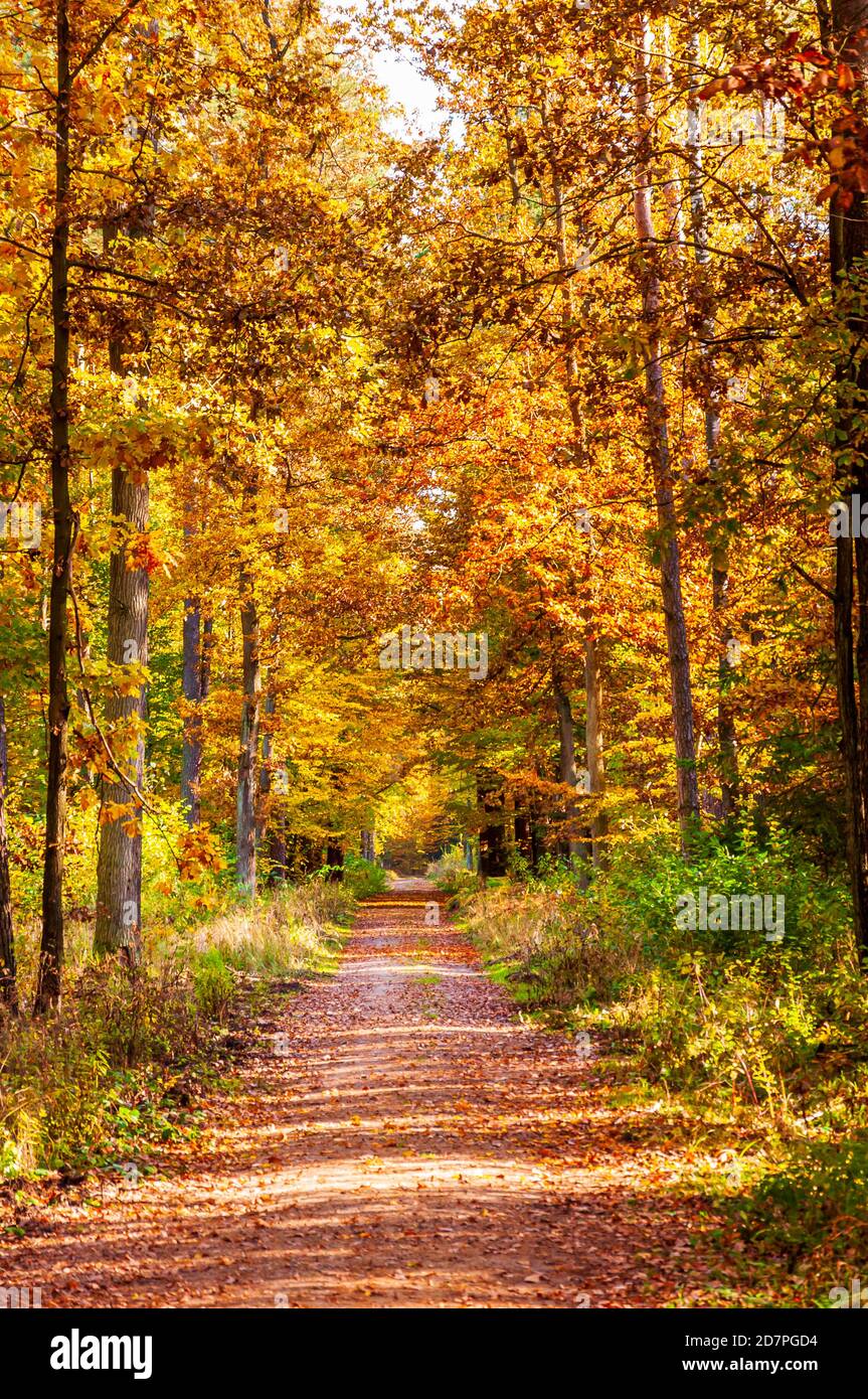 Sonniger Herbstweg im Wald mit Blättern Stockfoto