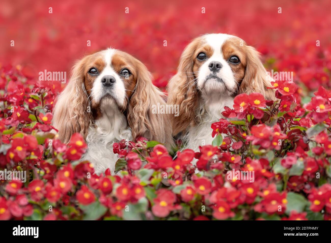 Zwei niedliche Cavalier König charles Spaniel Hunde sitzen im Freien zwischen schönen roten Sommerblumen. Portrait von Haustieren in der Natur. Stockfoto
