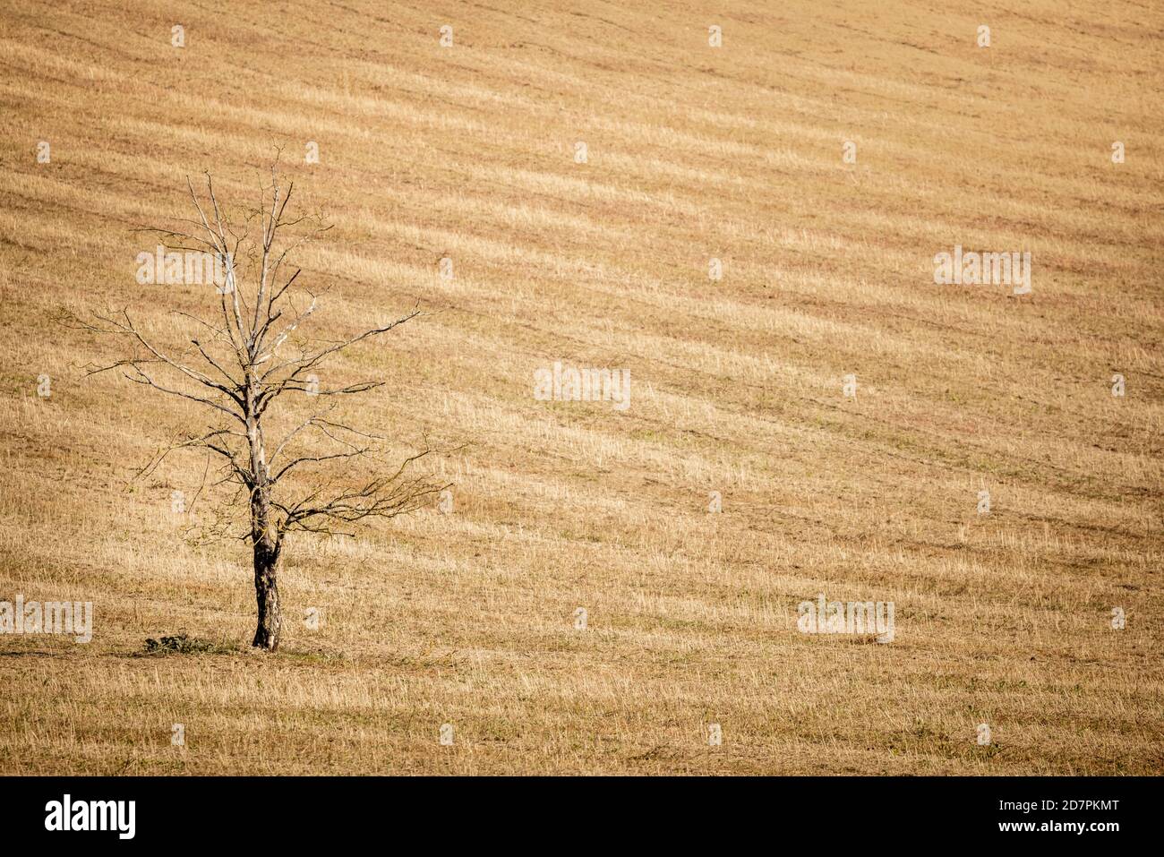 Toter Baum in einem trockenen Erntefeld während einer Dürre in Großbritannien. Landschaft, die den globalen Erwärmungs-Effekt und das Konzept des Klimawandels zeigt. Stockfoto