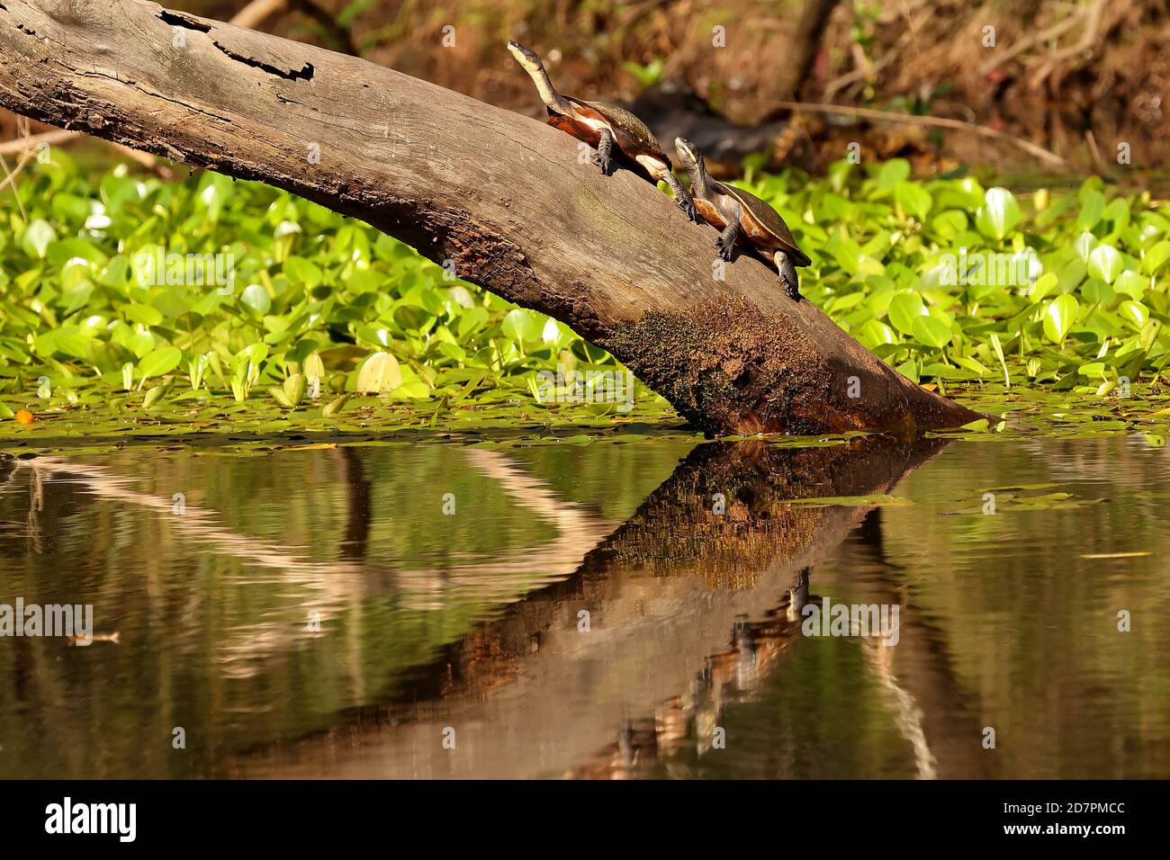 Östliche Langhalsschildkröten und Murray River Schildkröten, die sich auf einem Fluss sonnen Protokoll Stockfoto