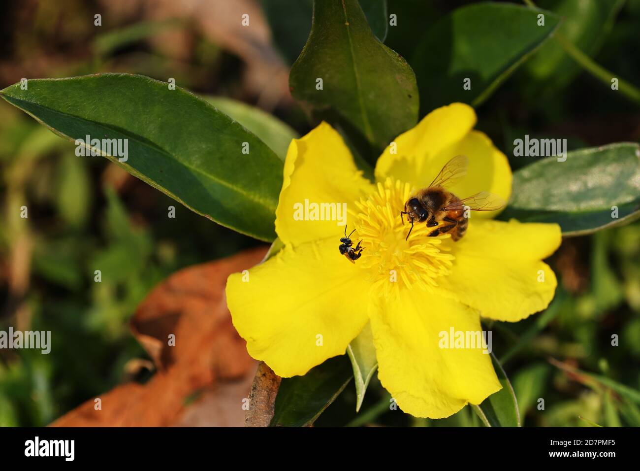 Australische Native Bee und Honigbiene Fütterung an Hibertia Blume Stockfoto