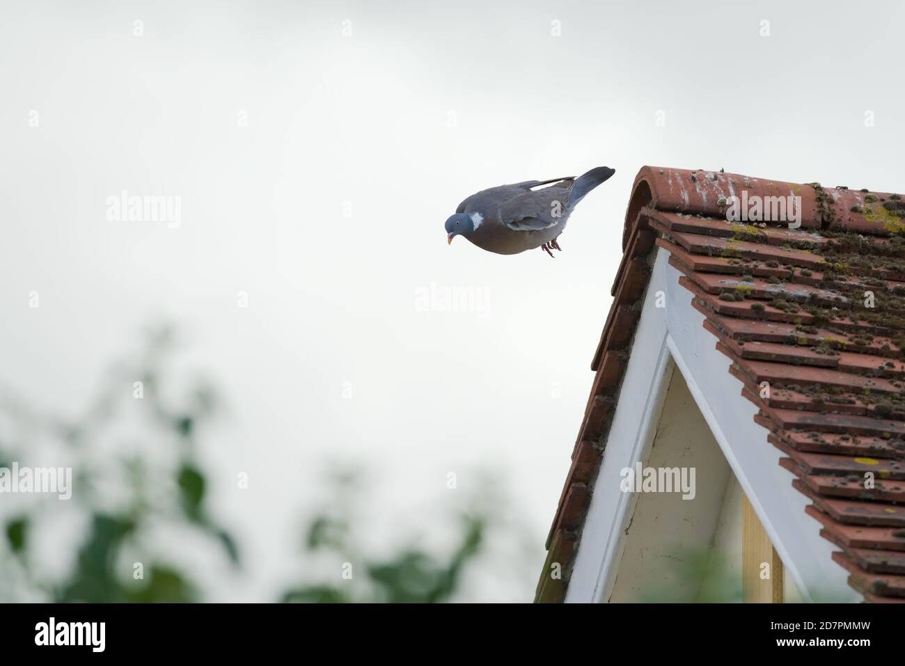 Stromlinienförmige Wildholztaube zieht sich in Flügel, während sie von den moosigen roten Fliesen eines ländlichen Hauses springt. Einfacher grauer Himmel Hintergrund, kopieren Raum links Stockfoto