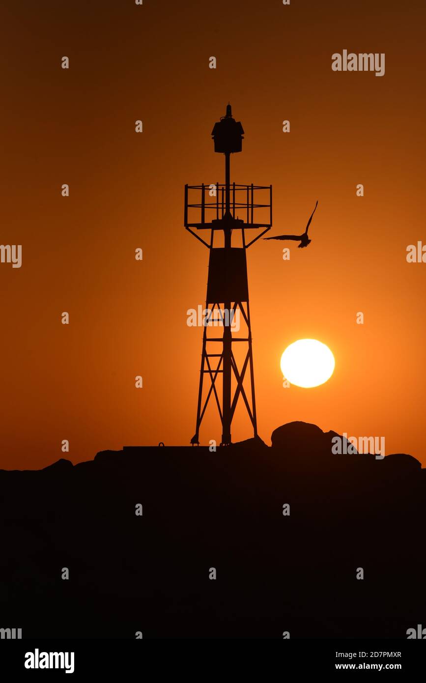 Als die Sonne untergeht, fliegt der Vogel zum Unbekannt Stockfoto