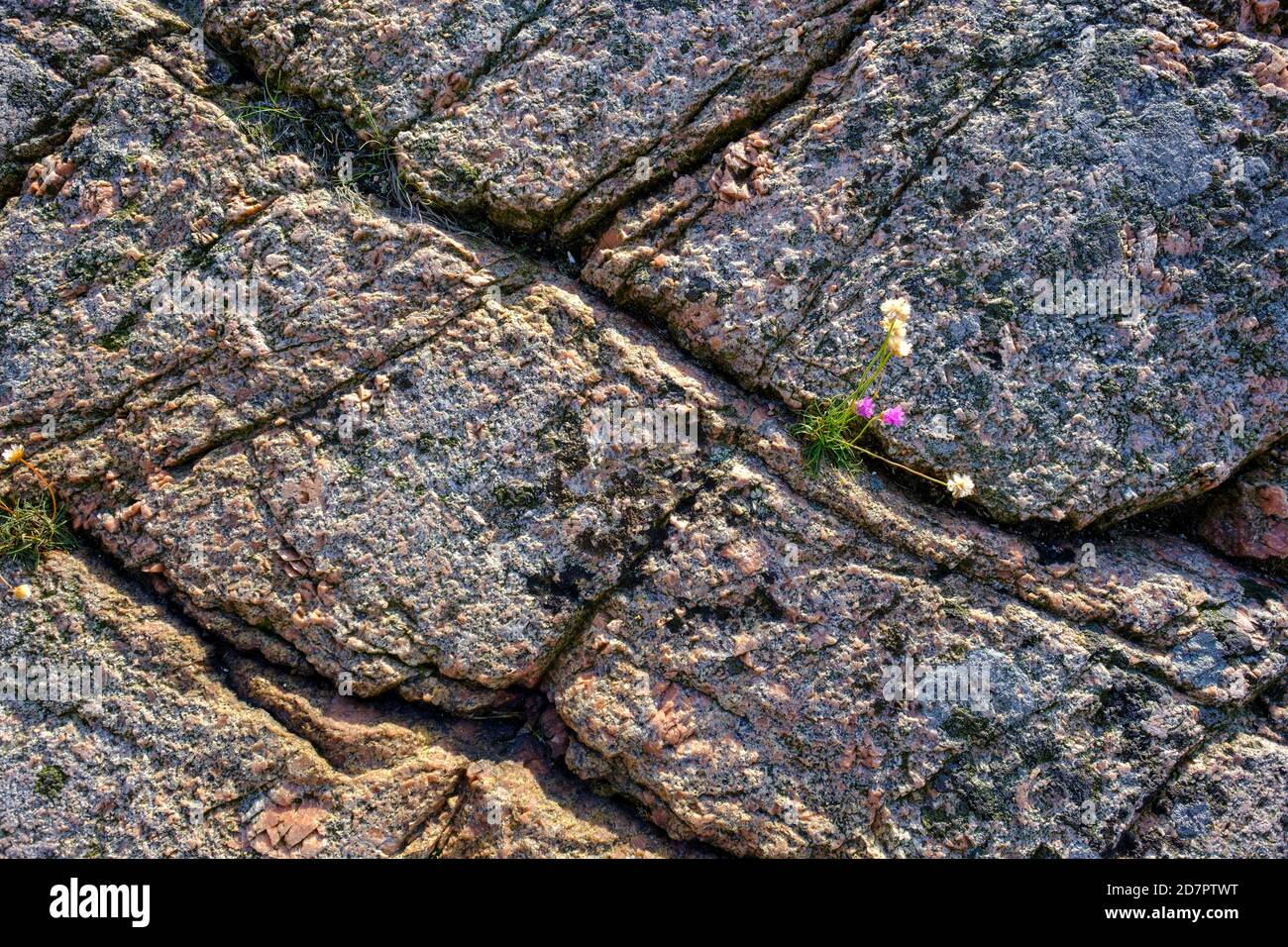 Glatter Granit, mit Flechten, Schärenlandschaft, Felsenküste, Schärenküste, Smoegen, Schärengarten, Provinz Bohuslaen, Vaestra Goetalands Stockfoto