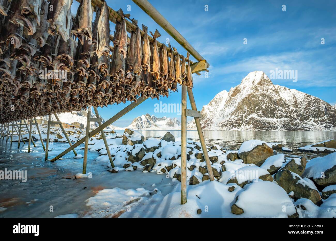 Stockfisch auf Holzrahmen, Trockengestell im Winter, hinter Bergen, Nordland, Lofoten, Norwegen Stockfoto