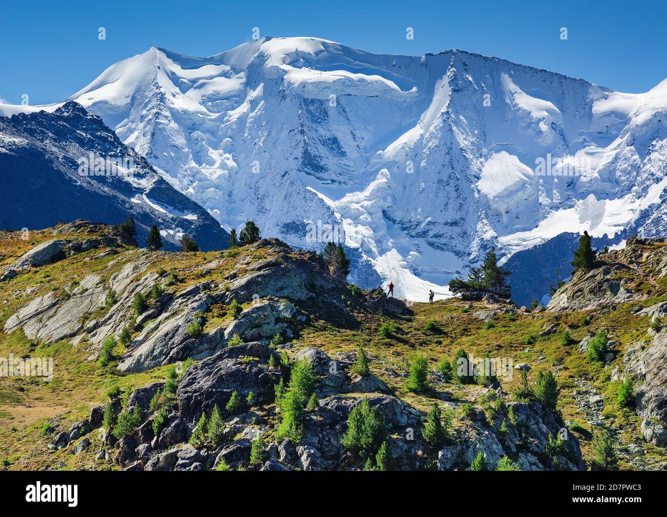 Piz Palue über dem Berninatal, Pontresina, Berninaalpen, Oberengadin, Engadin, Graubünden, Schweiz Stockfoto