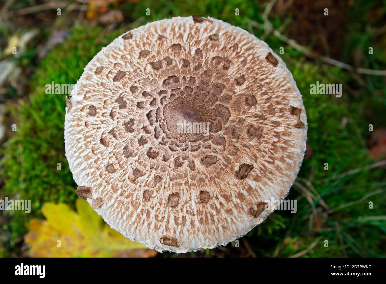 Sonnenpilz (Macrolepiota procera) auch Sonnenpilz oder Riesenschirm, Hut von oben mit Schuppmuster, Schleswig-Holstein, Deutschland Stockfoto