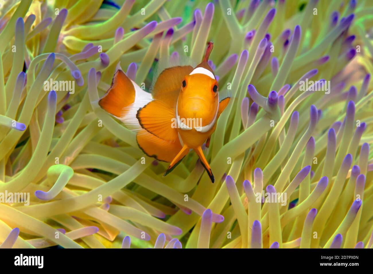 Fake Clownfish , in (Heteractis magnifica), Andamanensee, Mu Ko Similan Nationalpark, Similan Inseln, Phang Nga Provinz, Thailand Stockfoto