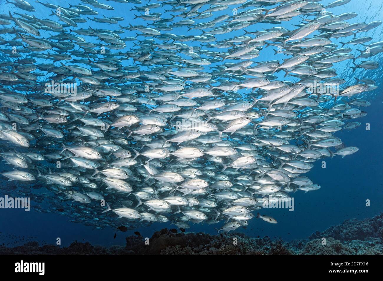 Schwarm stacheliger Makrelen (Caranx sexfasciatus), die über Korallenriff, Andamanensee, Mu Ko Similan Nationalpark, Similan Inseln, Phang Nga schwimmen Stockfoto