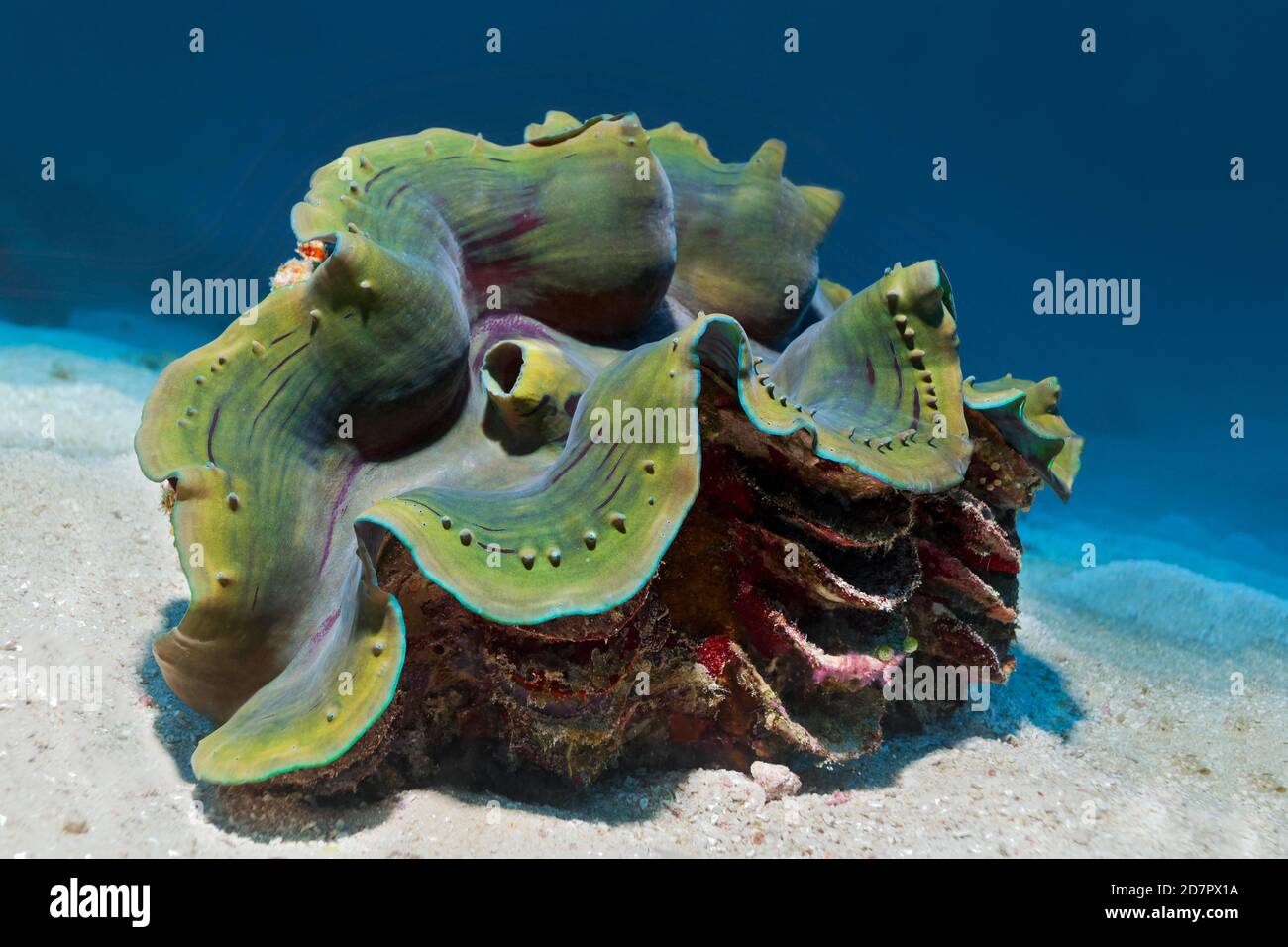 Riesenmuschel (Tridacna) oder Muschel auf sandigem Grund, Andamanensee, Mu Ko Similan Nationalpark, Similan Inseln, Phang Nga Provinz, Thailand Stockfoto