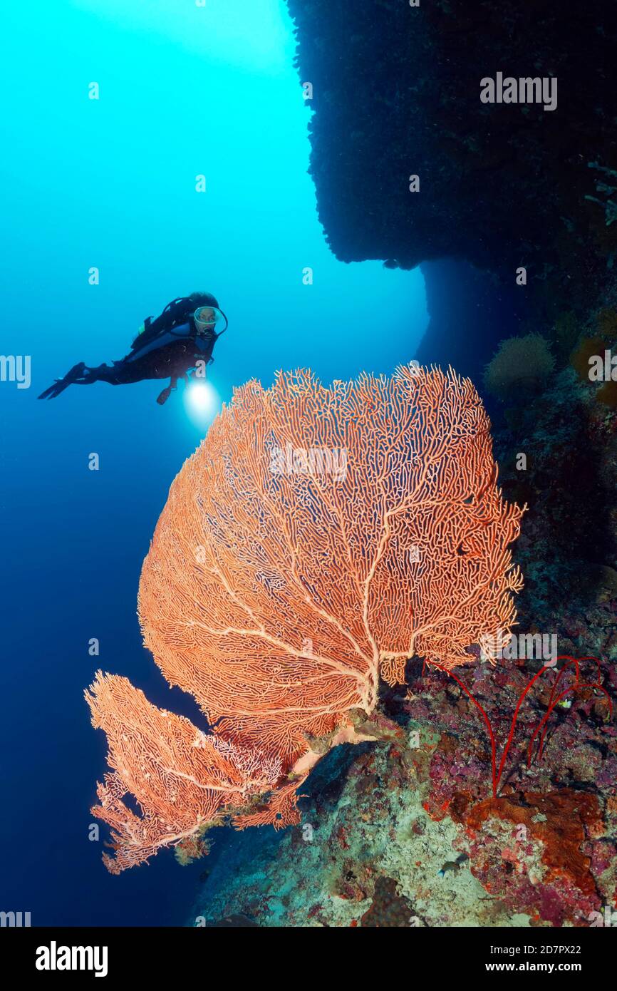 Taucher mit Tauchlampe an der Korallenriffwand mit Blick auf Gorgonie (Annella mollis) Andamanensee, Mu Ko Similan Nationalpark, Similan Inseln, Phang Nga Stockfoto