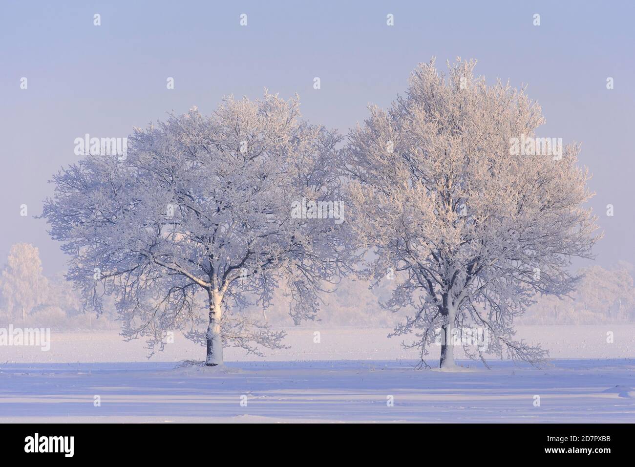 Zwei Eichen (Quercus) im Raureif, Winter, Baum, Vechta, Niedersachsen, Deutschland Stockfoto