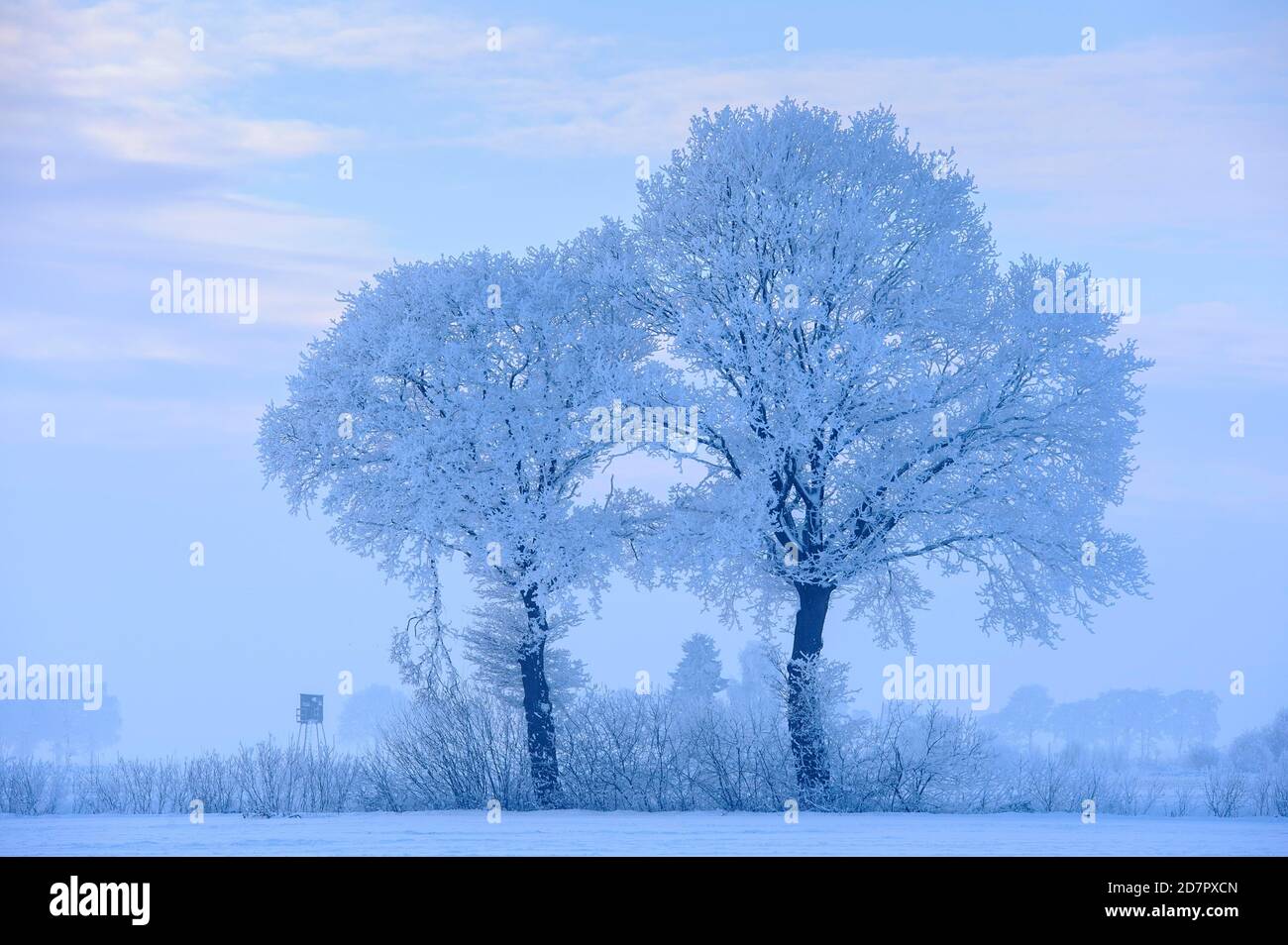 Zwei Eichen (Quercus) im Raureif, Winter, Baum, Vechta, Niedersachsen, Deutschland Stockfoto