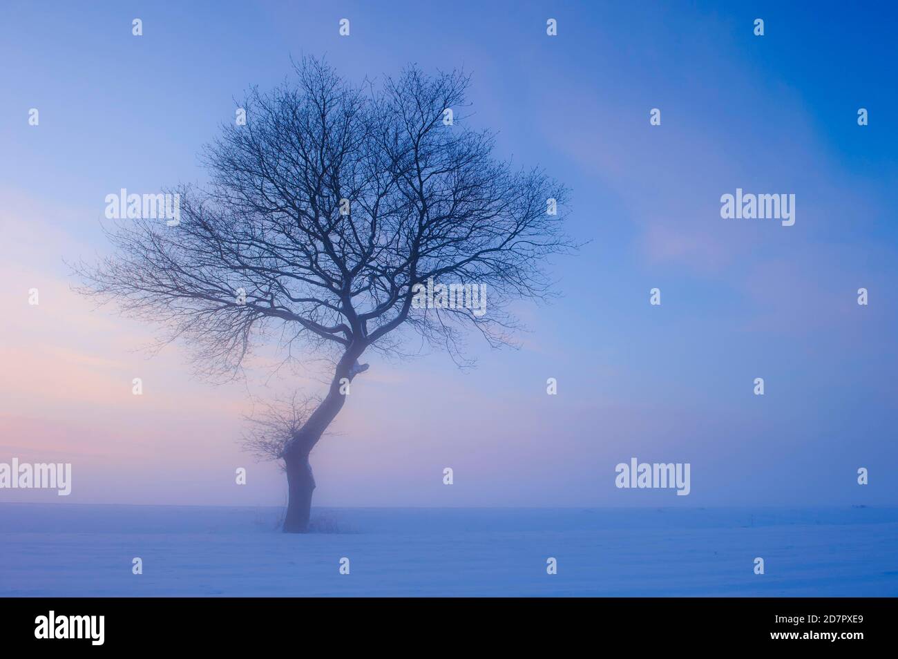 Baum in melancholischer, winterlicher Landschaft, blaue Stunde, Winter, Nebel, Vechta, Niedersachsen, Deutschland Stockfoto