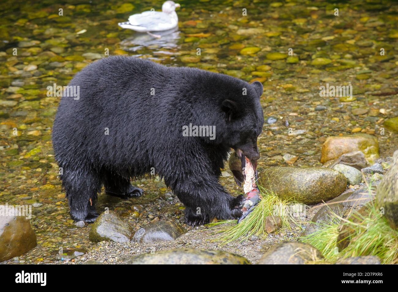 Schwarzer Bär (Ursus americanus) beim Lachs, Thornton Fish Hatchery