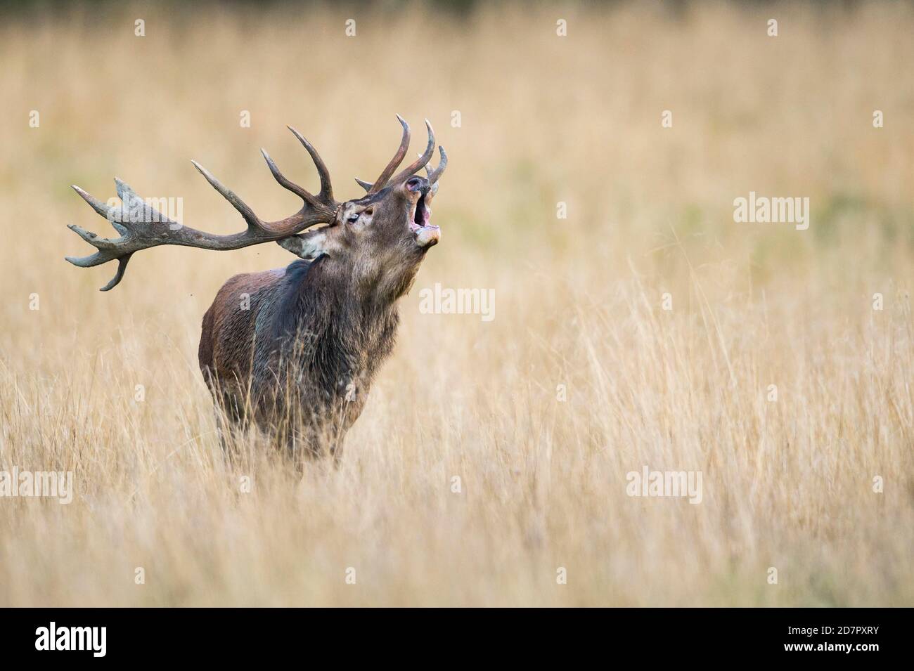 Röhrensender Rothirsch ( Cervus elaphus) in Rut, Klamptenborg, Kopenhagen, Dänemark Stockfoto