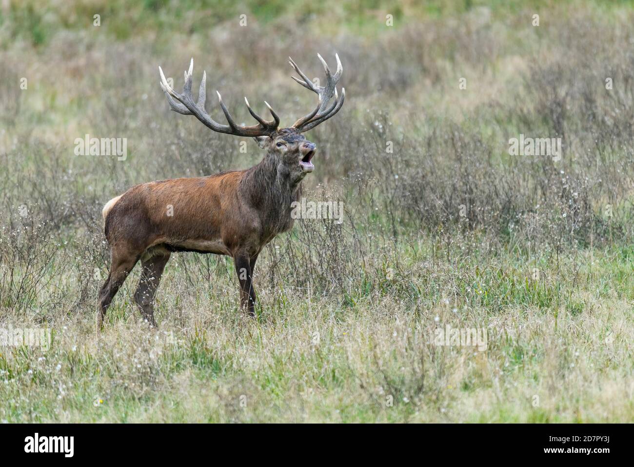 Röhrensender Rothirsch ( Cervus elaphus) in Rut, Klamptenborg, Kopenhagen, Dänemark Stockfoto