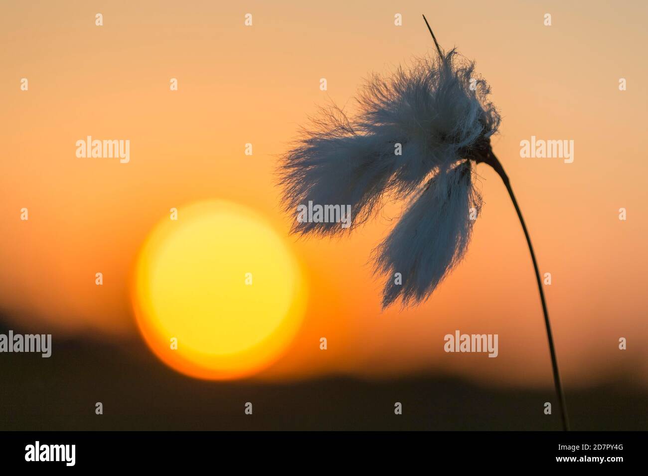 Schmalblättriges (Eriophorum angustifolium) Baumwollgras in der Fruchtbühne vor Sonnenuntergang, Moor, Oldenburger Münsterland, Goldenstedter Moor Stockfoto