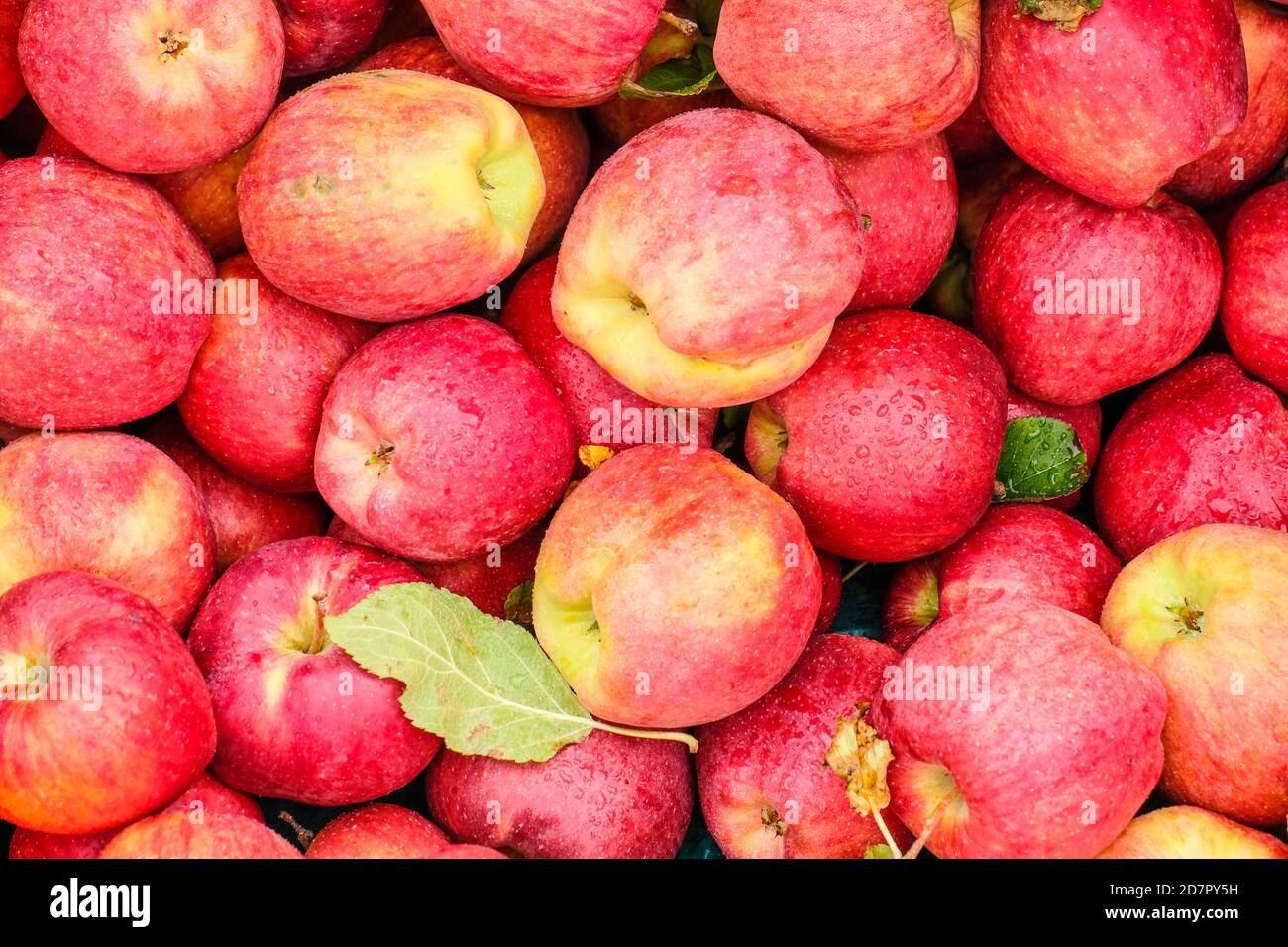 Nahaufnahme der frisch gepflückten Galaäpfel am Straßenrand Obststand Stockfoto