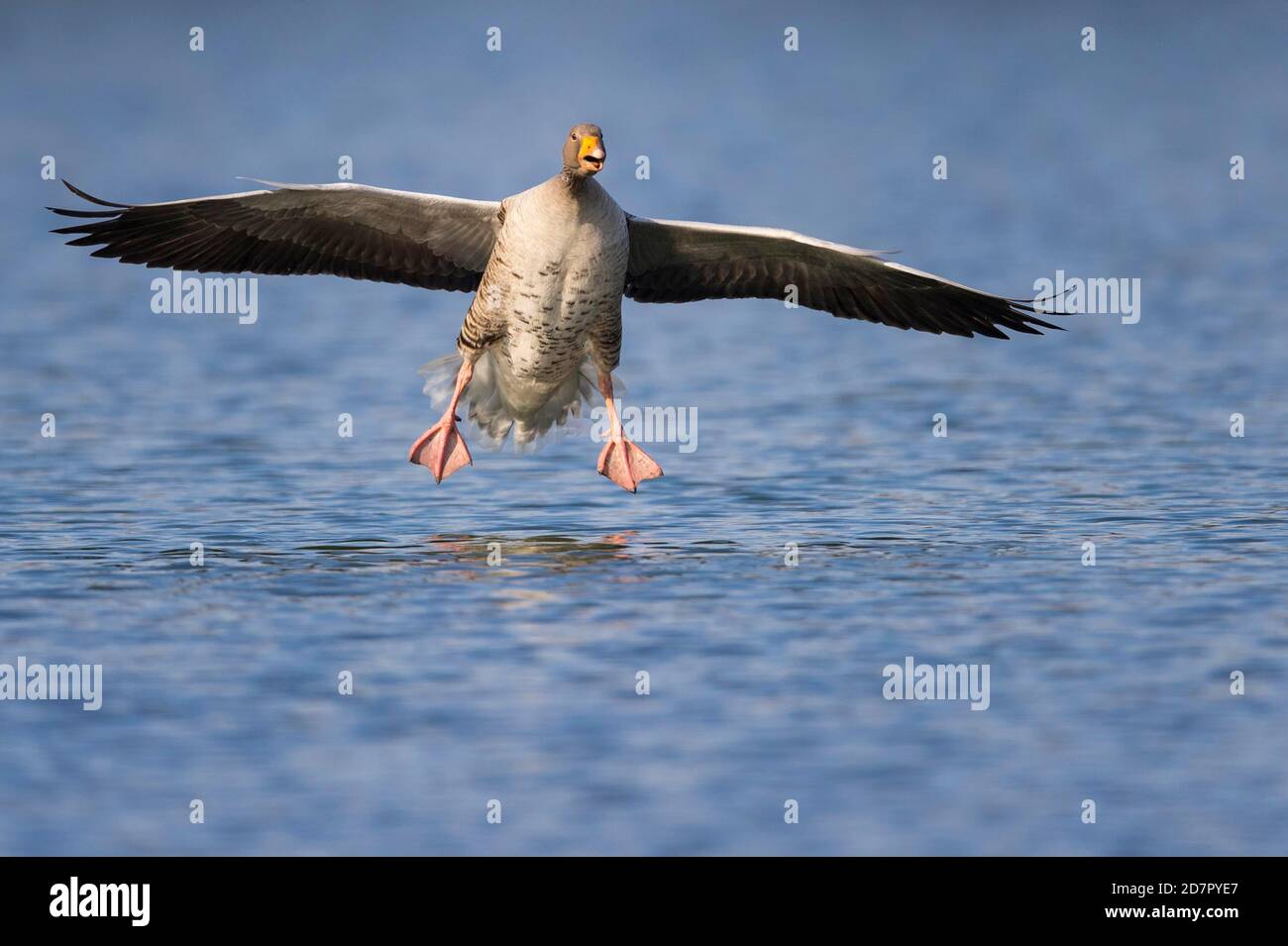 Graugans ( anser anser) landet auf einem See, fliegend, Hannover, Niedersachsen, Deutschland Stockfoto