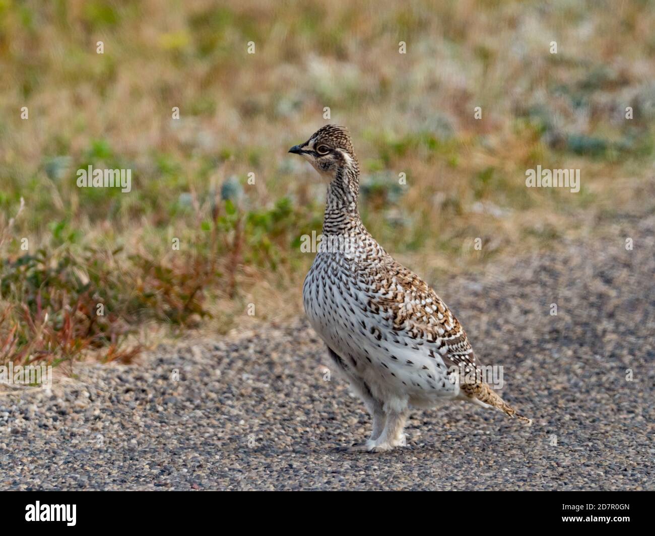 Schwanzhuhn, Tympanuchus phasianellus, im Theodore Roosevelt National Park, North Dakota, USA Stockfoto