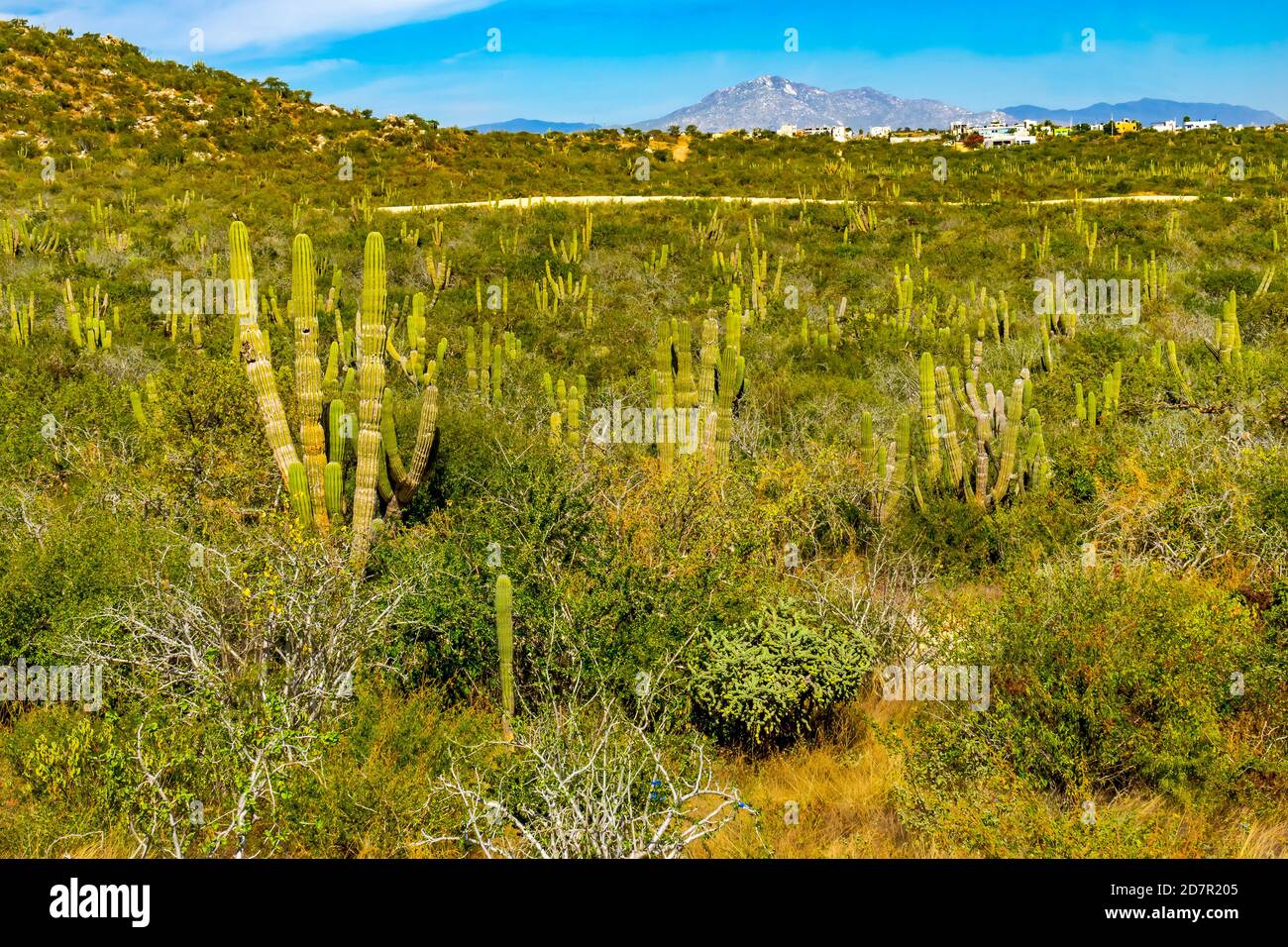 Green Cardon Cactus Sonoran Desert Buschland in Baja California Cabo San Lucas Mexiko. Cardon