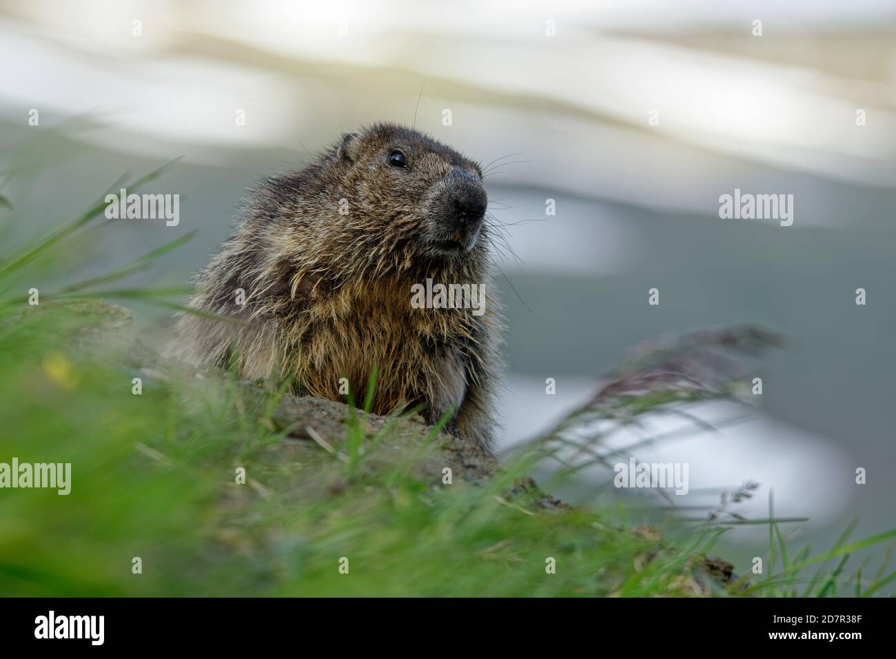 Das Alpenmurmeltier (Marmota marmota) auf der Almwiese, großes bodenbewohntes Eichhörnchen, aus der Gattung der Murmeltiere. Stockfoto