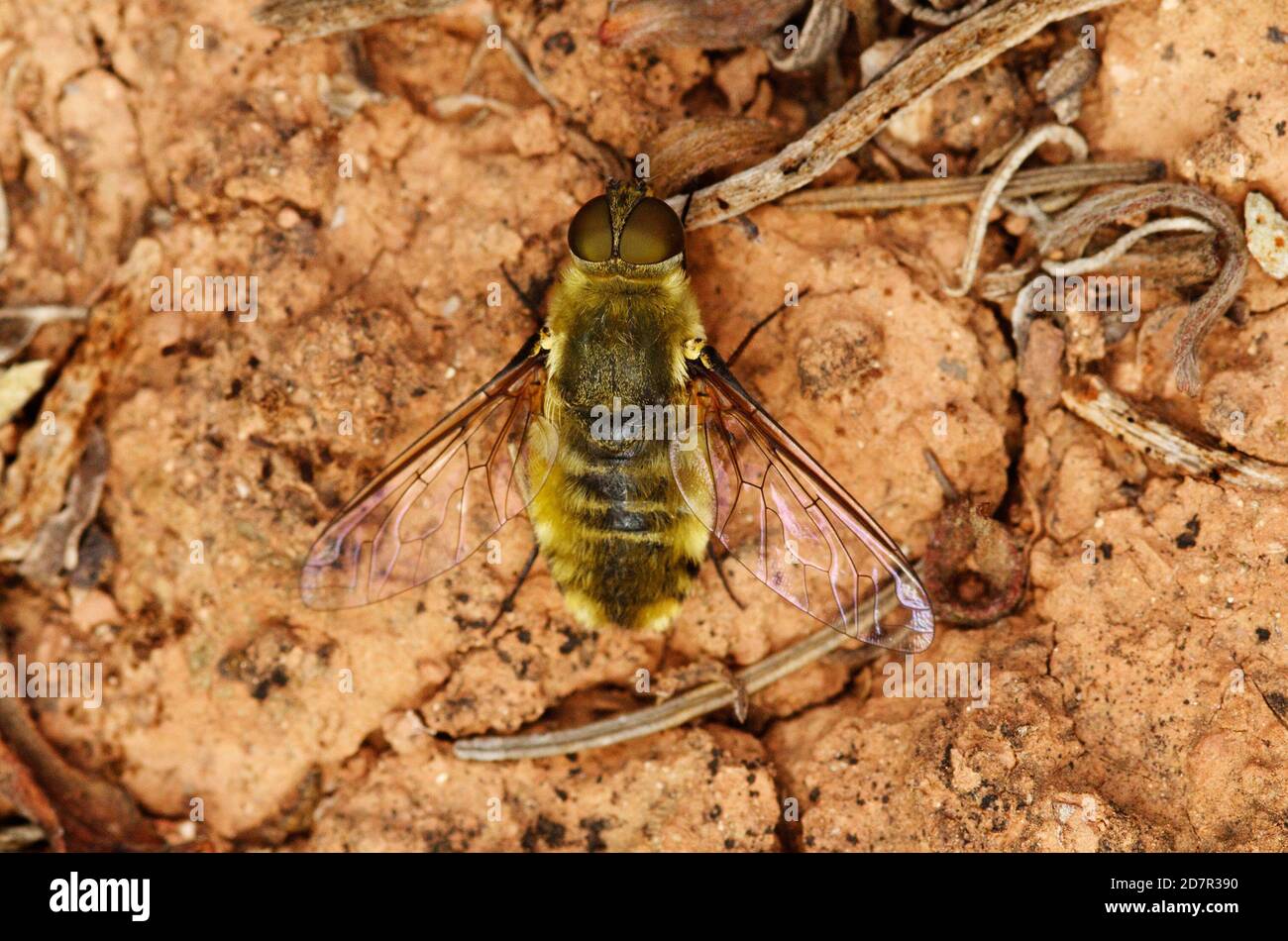 Gelbhaarige Bienenfliege (Villa sp. Der Familie Bombyliidae) mit offenen Flügeln auf rötlichen Boden gesetzt. Naturpark Arrabida, Setubal, Portugal. Stockfoto