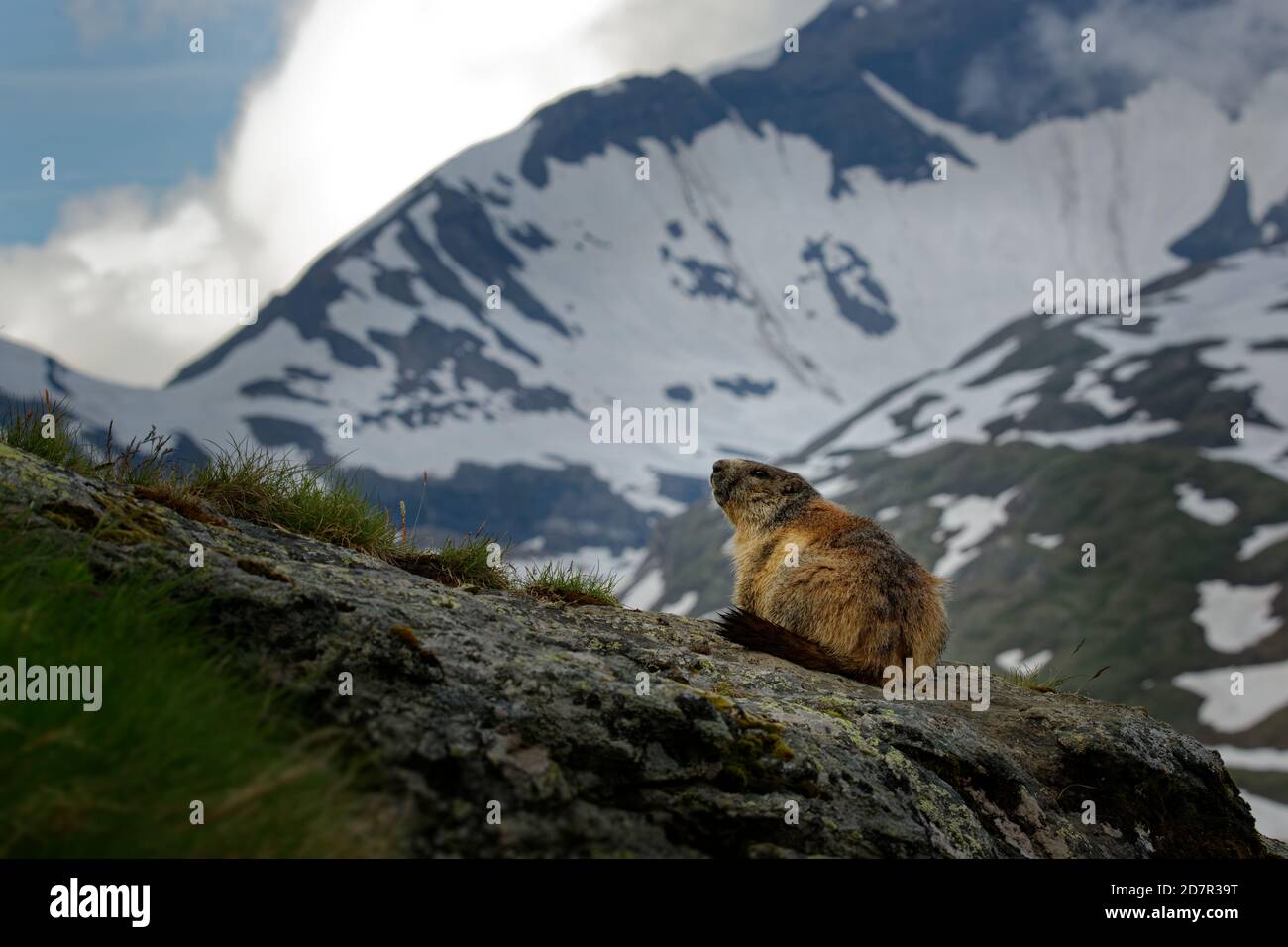 Das Alpenmurmeltier (Marmota marmota) auf der Almwiese, großes bodenbewohntes Eichhörnchen, aus der Gattung der Murmeltiere. Stockfoto
