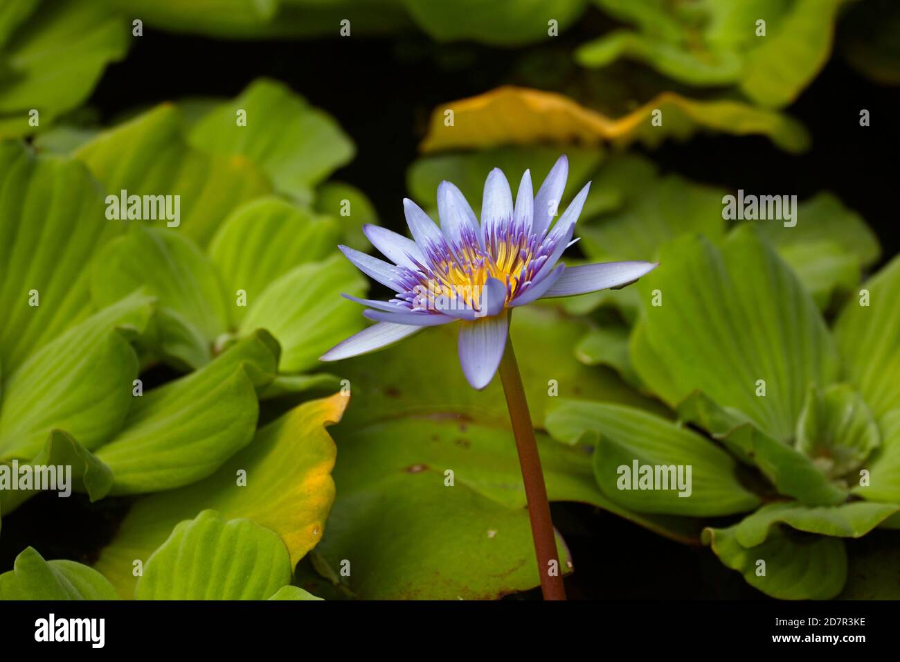 Seerose, Rarotonga, Cookinseln, Südpazifik Stockfoto