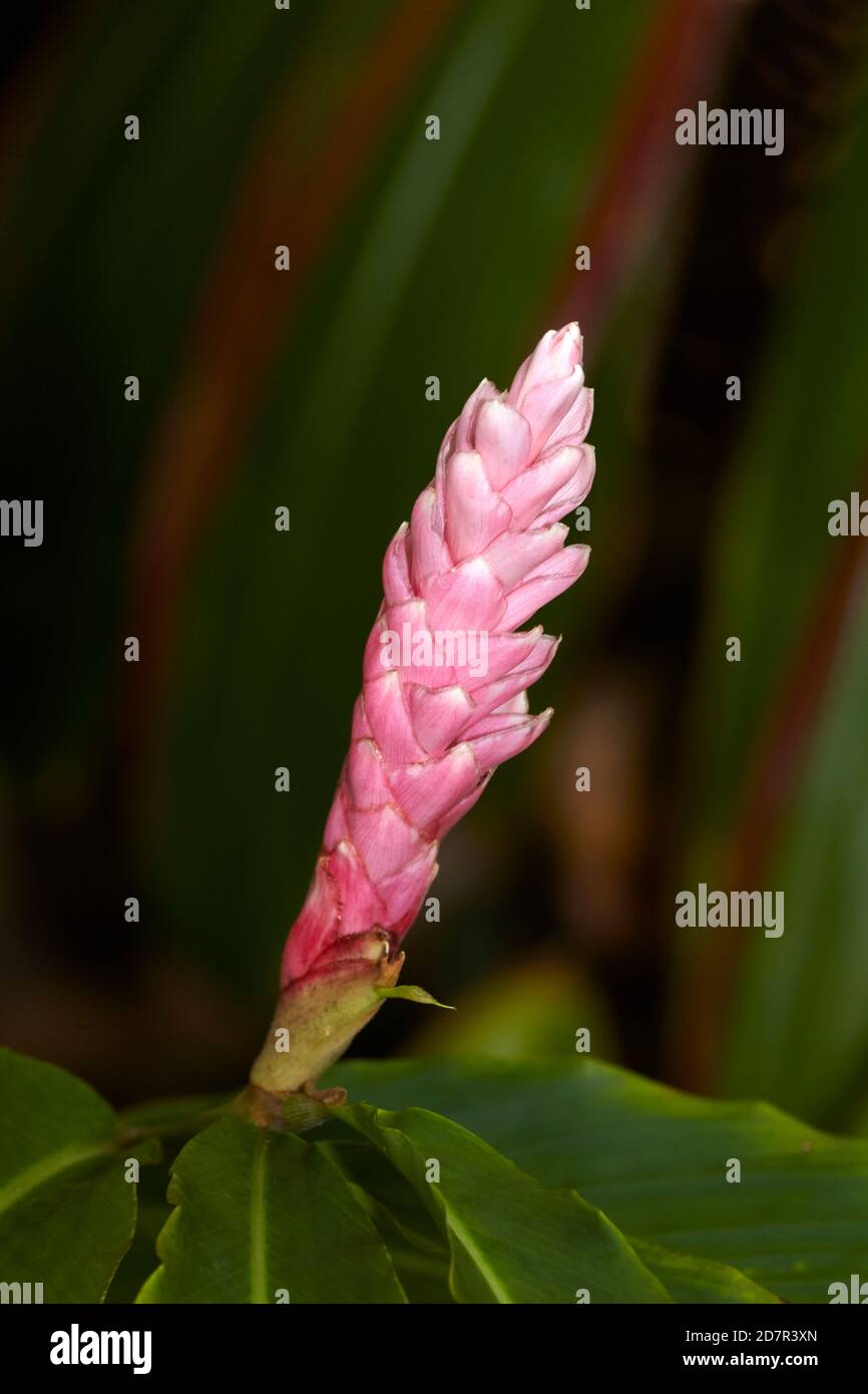 Rosafarbene Ingwerblume, Rarotonga, Cookinseln, Südpazifik Stockfoto