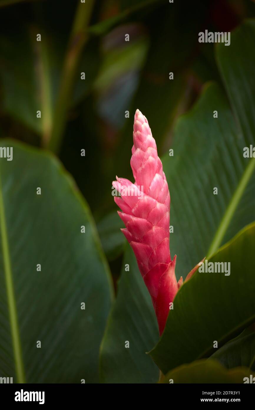 Rosafarbene Ingwerblume, Rarotonga, Cookinseln, Südpazifik Stockfoto