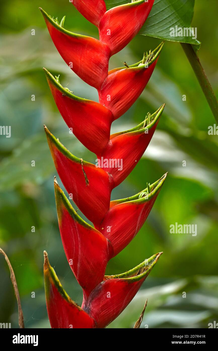 Rote Hummerklaue (Heliconia caribaea), Maire Nui Gardens, Titakaveka, Rarotonga, Cookinseln, Südpazifik Stockfoto