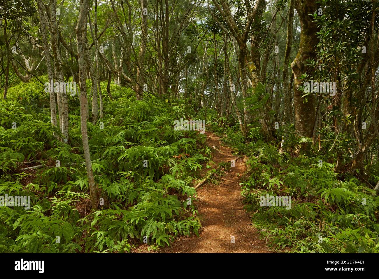 Wald, Takitoa Ridge Track, Raemaru Mountain, Rarotonga, Cook Islands, Südpazifik Stockfoto
