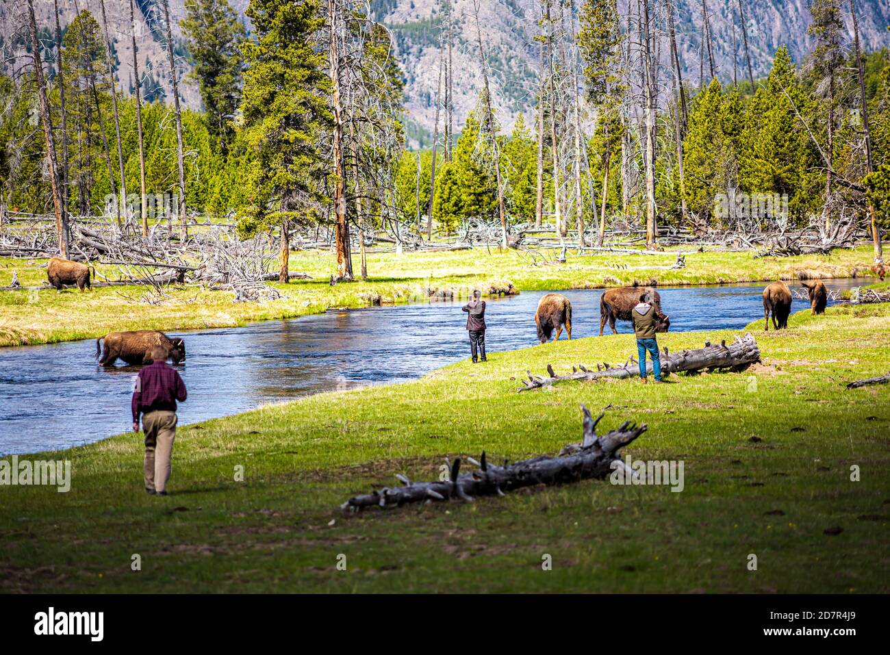 Yellowstone National Park, USA - 17. Mai 2016: Touristen, die im Sommer zu nahe an Wildnisbison kommen, mit Blick auf den Fluss und Wiesen Stockfoto