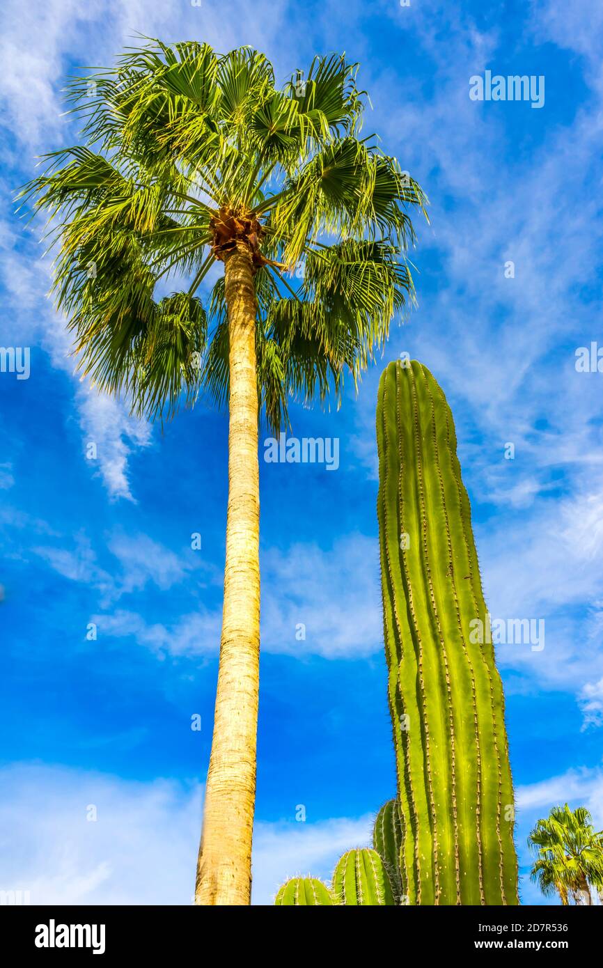 Green Cardon Cactus Queen Cocos Palm Tree Sonoran Desert Buschland in Baja California Cabo San Lucas Mexiko. Cardon Kaktus ist der größte Kaktus in Th Stockfoto