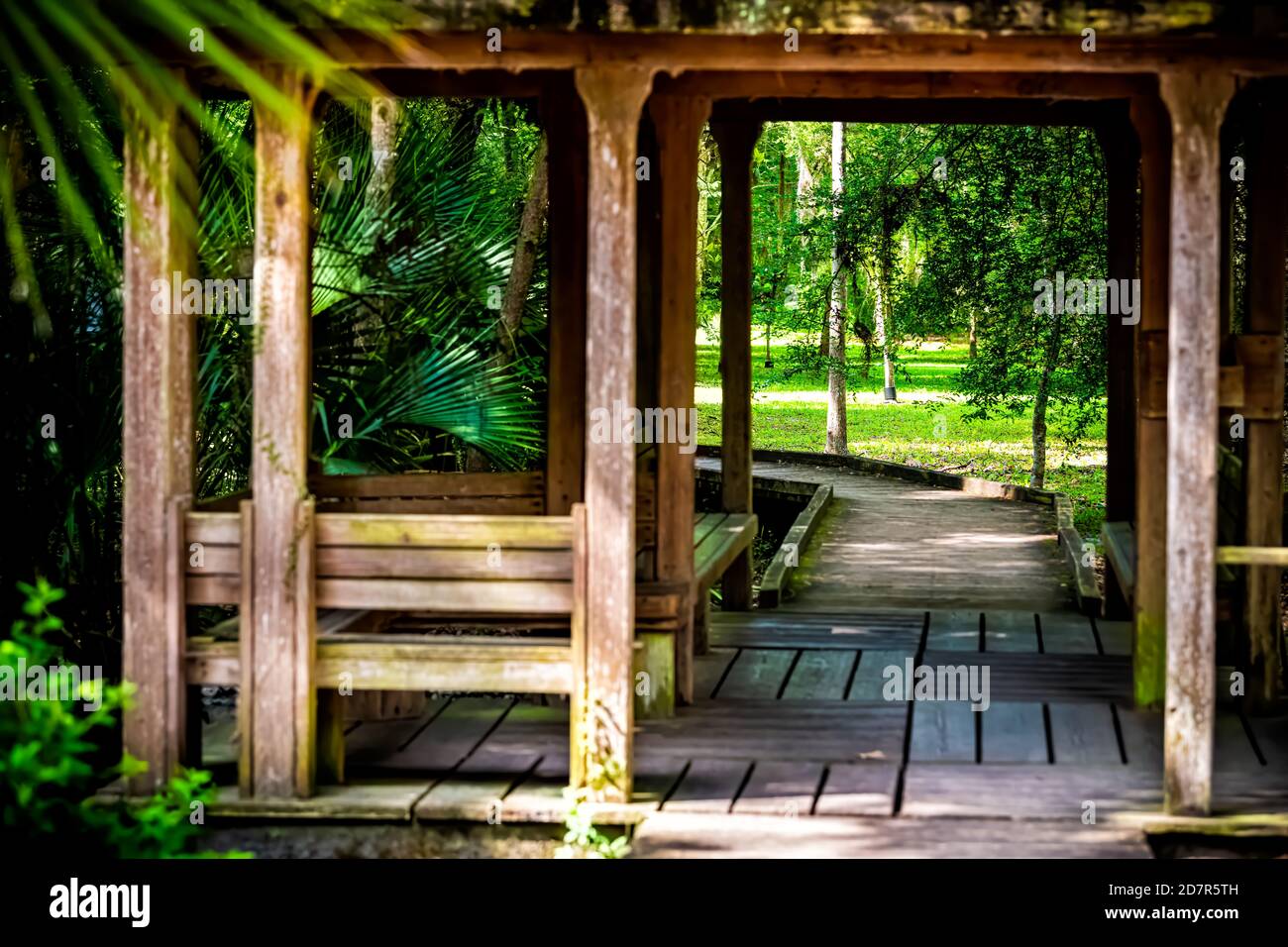 Hölzerne Promenade Pavillon in Sumpf Sumpf in Paynes Prairie Preserve State Park in Gainesville, Florida im Frühjahr oder Sommer mit niemand Stockfoto