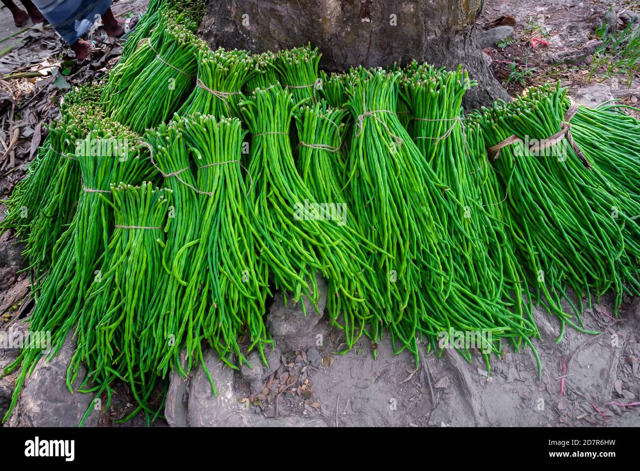 Eine Gruppe von Spargelbohne oder lange Yard Bohne frisches grünes Gemüse Bündel bereit zum Verkauf auf den Markt. Stockfoto