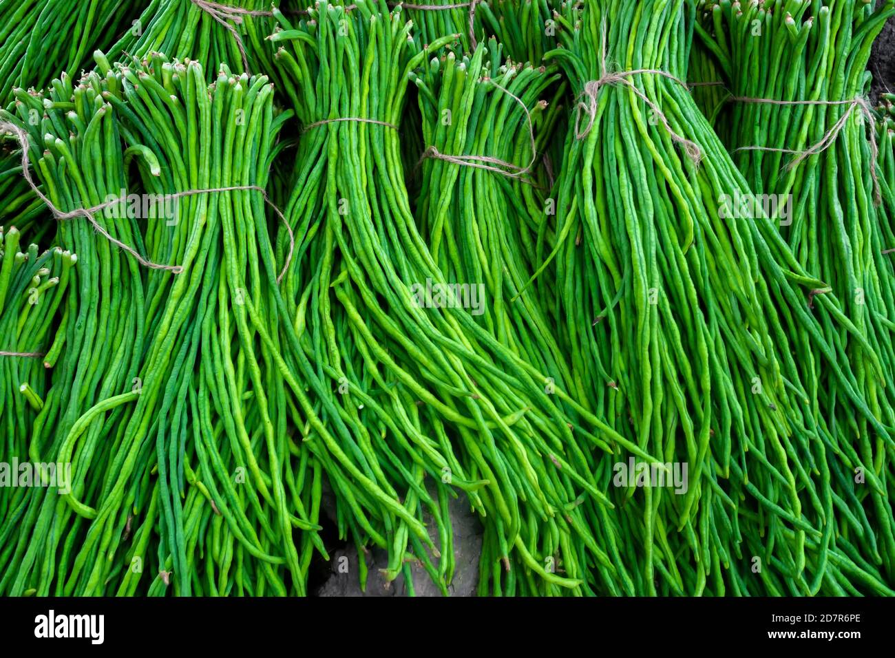 Eine Gruppe von Spargelbohne oder lange Yard Bohne frisches grünes Gemüse Bündel bereit zum Verkauf auf den Markt. Stockfoto