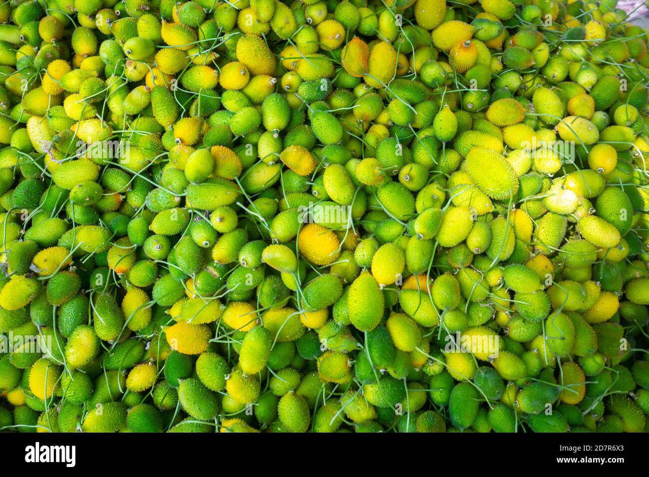 Frische und grüne stachelige Kürbisgemüse bereit zum Verkauf auf dem Markt. Stockfoto