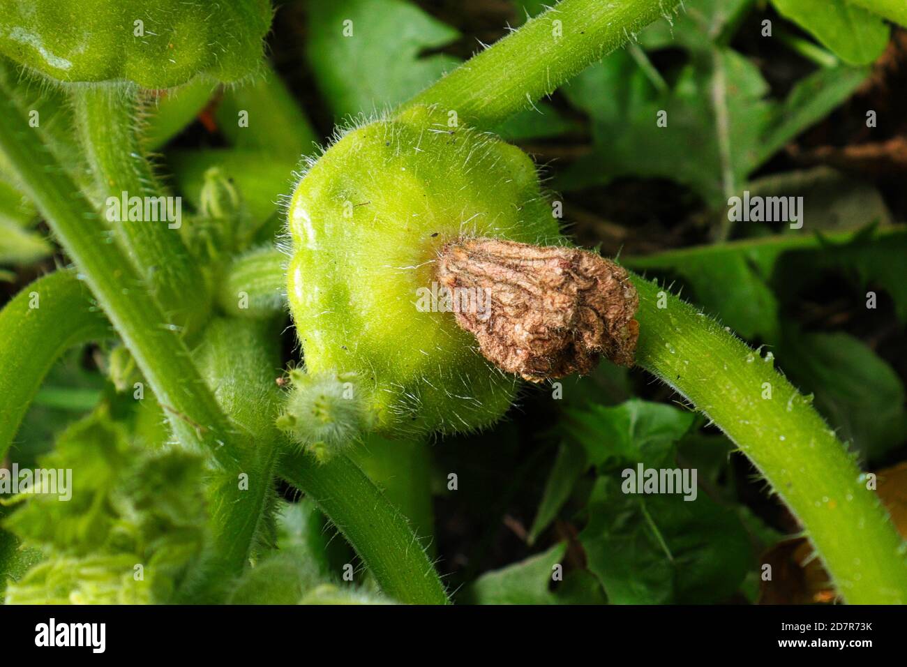 Nahaufnahme einer Blütenspitze auf einem Pattypan Squash Stockfoto